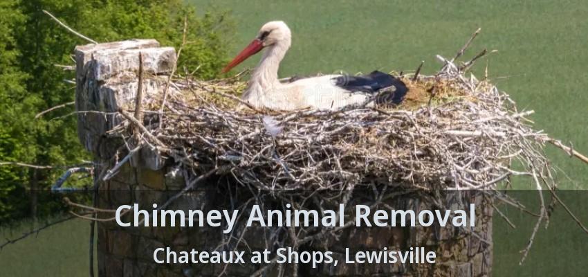 Chimney Animal Removal Chateaux at Shops, Lewisville - TX