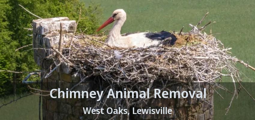 Chimney Animal Removal West Oaks, Lewisville - TX