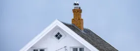 Chimney Nest Removal Lewisville